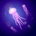 Jellyfishes under water