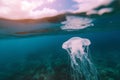 jellyfishlike plastic bag floating beneath the ocean surface Royalty Free Stock Photo