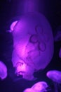 Jellyfishsea sea moon Bioluminescence floating underwater