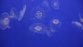 Jellyfishsea sea moon Bioluminescence floating underwater