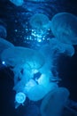 Jellyfishsea sea moon Bioluminescence floating underwater