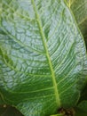 Jemani leaf,kind of ornamental plant Royalty Free Stock Photo