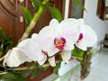 a bunch of orchids of the austere type with white petals and purple patterns in front of a brown door on a terrace