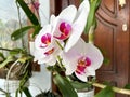 a bunch of orchids of the austere type with white petals and purple patterns in front of a brown door on a terrace