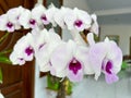 a bunch of orchids of the austere type with white petals and purple patterns in front of a brown door on a terrace