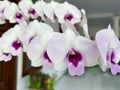 a bunch of orchids of the austere type with white petals and purple patterns in front of a brown door on a terrace