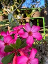 a bunch of small frangipani flowers in a pot with blooming flowers in shades of pink in a garden