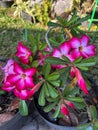 a bunch of small frangipani flowers in a pot with blooming flowers in shades of pink in a garden