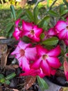 a bunch of small frangipani flowers in a pot with blooming flowers in shades of pink in a garden