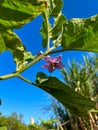 eggplant plant with purple flowers still hanging from a tree in a rice field against a bright blue sky as a background Royalty Free Stock Photo