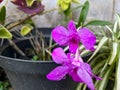 larat orchid with purple flower crown in the garden Royalty Free Stock Photo