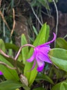 larat orchid with purple flower crown in the garden Royalty Free Stock Photo