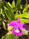 larat orchid with purple flower crown in the garden Royalty Free Stock Photo