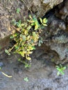 patikan kebo plants on the edge of the ditch