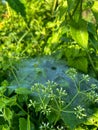 spider webs in the grass catching morning dew with fresh green plants in the fields