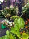 water jasmine plants with white flowers that are about to bloom and some flower buds that have not yet bloomed in a garden