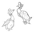 Jemima puddle, duck, set of illustrations in line art style, doodle, characters Royalty Free Stock Photo