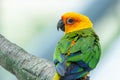 A Jenday Conure Aratinga jandaya perched in a tree, also known as jandaya parakeet is a small Neotropical bird found in