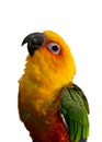 Jenday Conure Parrot