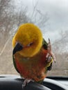 Jenday conure parrot holding foot up