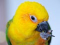 A Jenday Conure bird eating a seed which it is holding in its claw