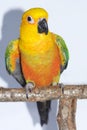 A Jenday Conure on a perch with wings half opened