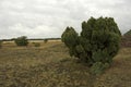 Jeneverbes, Common Juniper, Juniperus communis