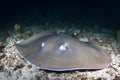 A Jenkins` Whipray - Himantura jenkinsii Royalty Free Stock Photo