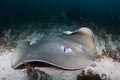 A Jenkins` Whipray - Himantura jenkinsii Royalty Free Stock Photo