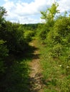 Well traveled hiking trail through the FingerLakes