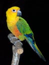 A Jenny Conure, a colorful parakeet shown against a black background
