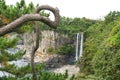 Jeongbang waterfall view from above through the trees. Jeju, South Korea Royalty Free Stock Photo