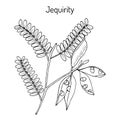 Jequirity Abrus precatorius , medicinal plant