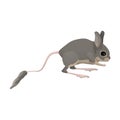 Jerboa vector icon.Cartoon vector icon isolated on white background jerboa.