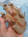 Jerbung is a shrimp native to Indonesia and part of the Penaeidae family. Jerbung shrimp, also known as white shrimp,