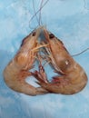 Jerbung is a shrimp native to Indonesia and part of the Penaeidae family