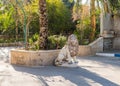 A large stone statue of a lion in the courtyard of the monastery of Gerasim Jordanian - Deir Hijleh - in the Judean desert near