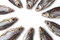 Jerky or dried salted roach laid out in circle, delicious clipfish isolated on white background. Salty beer appetizer