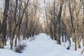 Luscious Trees and Roads Covered in Snow in Jermuk Armenia Royalty Free Stock Photo