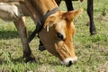 Jersey breed dairy cow grazing on pasture