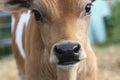 A Jersey bull calf in New Zealand.