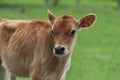 Jersey Calf in a Field on a Farm Royalty Free Stock Photo