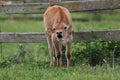 Jersey Calf in a Field on a Farm mooing