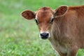 Jersey Calf in a Field on a Farm Pasture in Summer Royalty Free Stock Photo