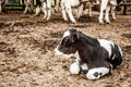 Jersey Calf on Ground Royalty Free Stock Photo