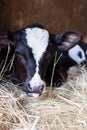 Jersey calf lying on hay Royalty Free Stock Photo