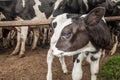 Jersey Calf Outside Fence Royalty Free Stock Photo