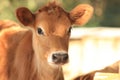 Jersey calf Royalty Free Stock Photo