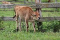 Jersey Calf in a Field on a Farm Royalty Free Stock Photo