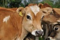 Jersey calves Royalty Free Stock Photo